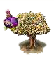 albero del profumo.PNG