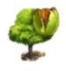 albero di noci comune (1).png