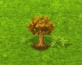 aloidendrondichotomum_upgrade_0.gif