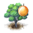 apricot_orange.png