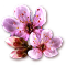 bloomingmar2017cherryblossom_icon-big.png