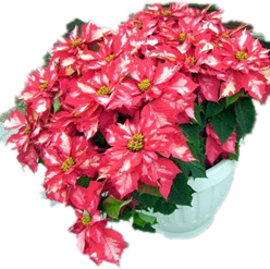 C__fakepath_Poinsettia-Ice-Punch.png