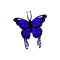 commonblueButterfly_small.png