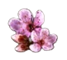 fiore di ciliegio.png