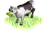 givercow.png