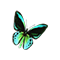 hornetButterfly_small.png