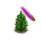 koreanfir_upgrade_0_big.png