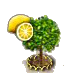 limone xl.png