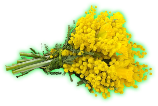 mimosa (1).png