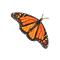 monarchButterfly_small.png