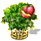 nectarine_upgrade_2.png