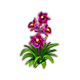 orchid_redhelleborine_yield_big.png