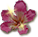 reward_07_ceibaflower.png