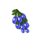seedsearchaug2018waterberry_small.png