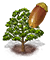 sessileoak_upgrade_0.png