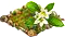 Stevia.png