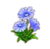 sunflower_chicory.png