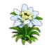 sunflower_edelweiss_yield.png