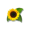 sunflower_small.png
