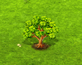 tabebuiarosea_upgrade_0.gif
