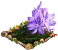 waterhyacinth.png