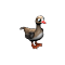 whitefrontedGoose_small.png